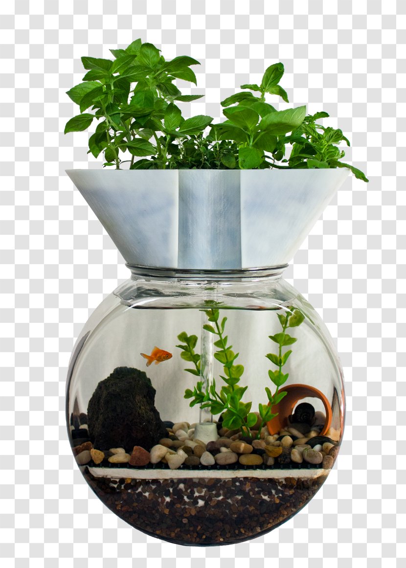 Aquaponics Aquarium Fish Hydroponics Gardening - Plant - Herbes Transparent PNG