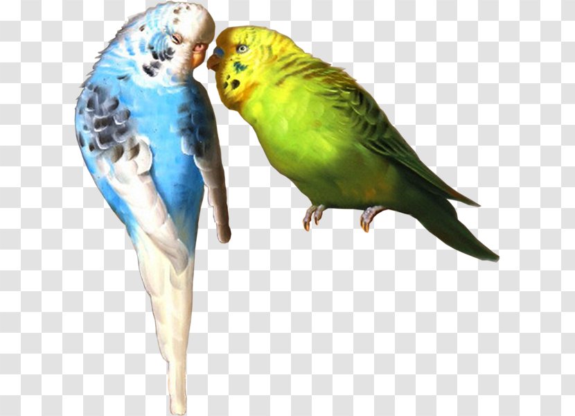 Budgerigar Lovebird Macaw Parrot Parakeet Transparent PNG
