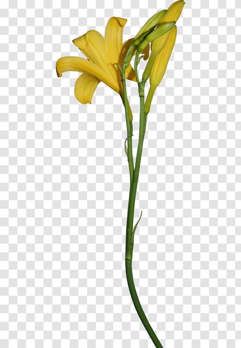Cut Flowers Yellow Lilium Brownii Petal - Heart - Flower Transparent PNG