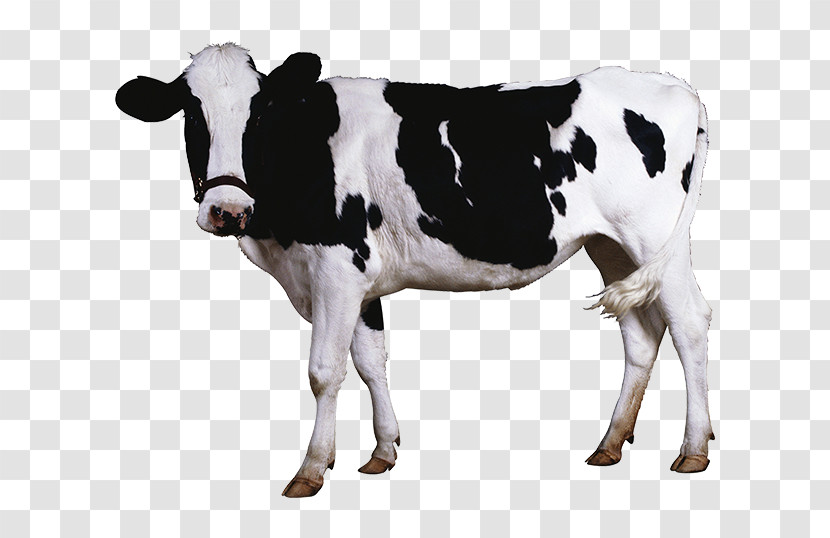 Dairy Cow Bovine Animal Figure Cow-goat Family Livestock Transparent PNG