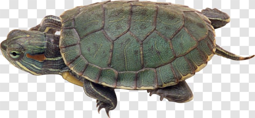 Turtle Reptile Crocodile Red-eared Slider - Common Snapping Transparent PNG