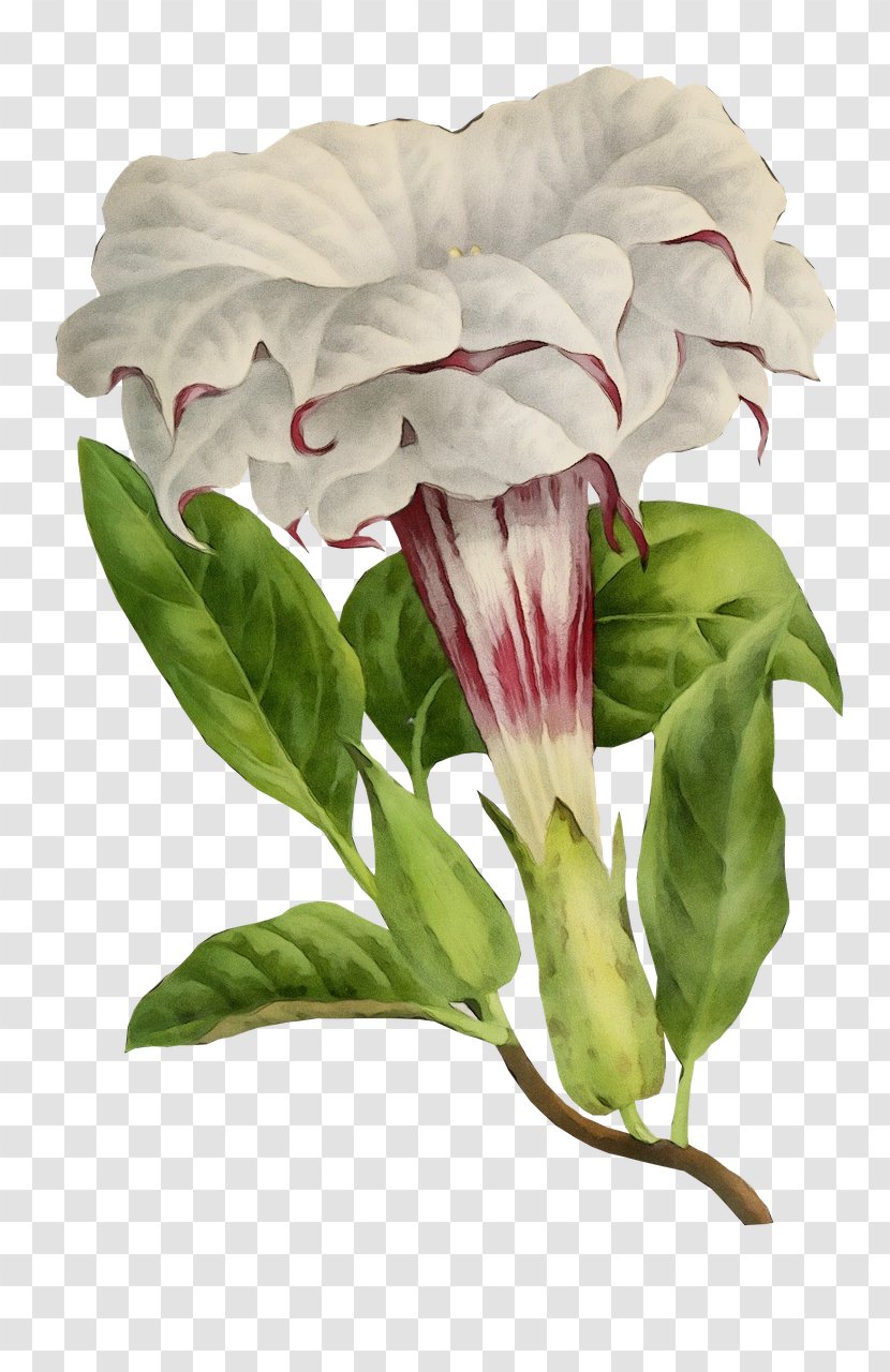 Flower White Plant Pink Petal - Anthurium Transparent PNG