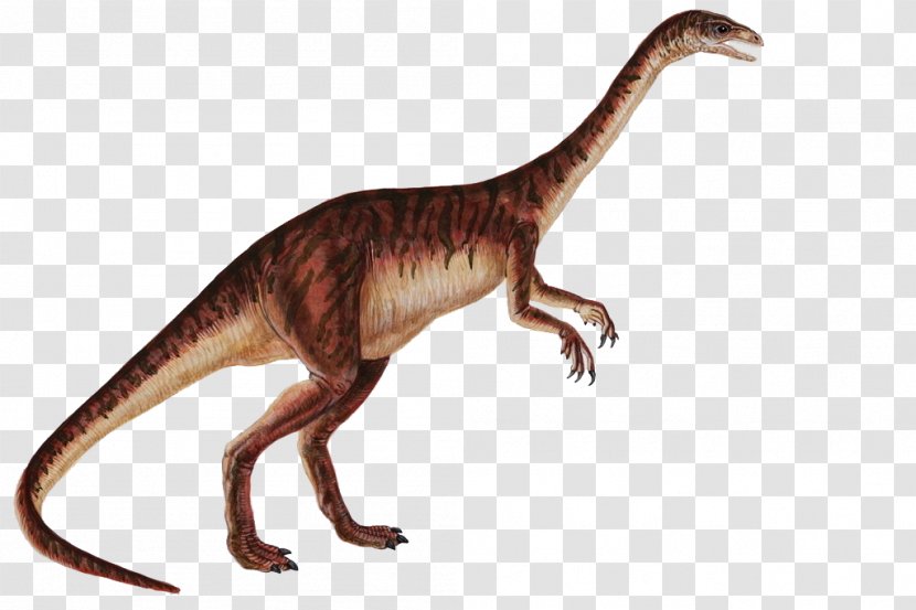 Anchisaurus Gyposaurus Dilophosaurus Plateosaurus Sauropoda - Dinosaur Transparent PNG