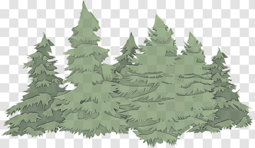 Shortleaf Black Spruce Colorado White Pine Tree Oregon - Leaf - Evergreen Transparent PNG