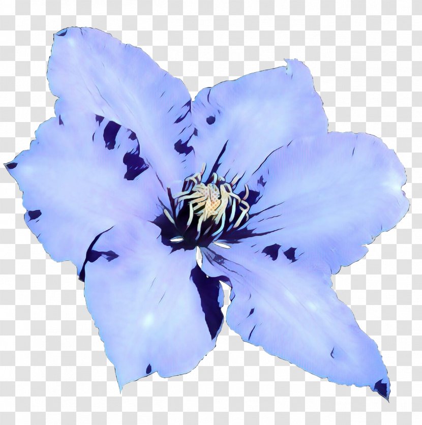 Flowering Plant Plants - Iris - Anemone Transparent PNG