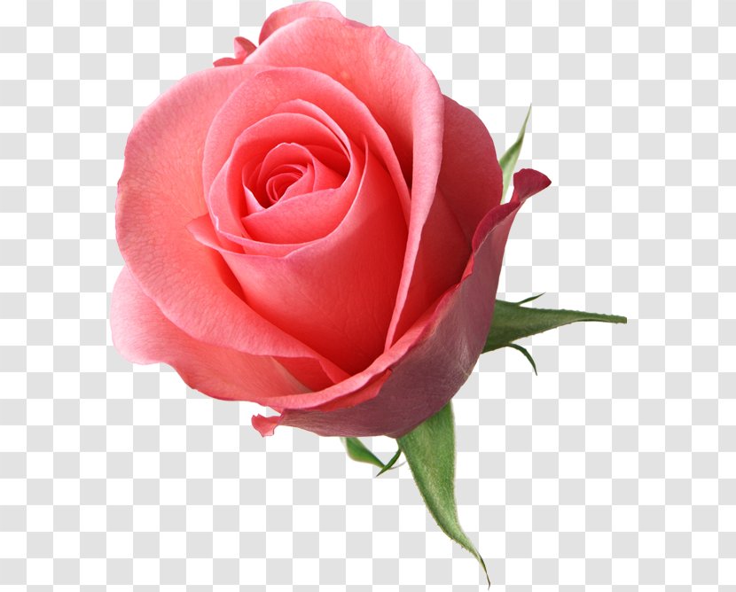 Valentine's Day Wish Eleinda: Una Leggenda Dal Futuro Gift Rose - Birthday Transparent PNG