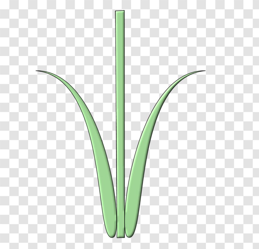 Grasses Green Plant Stem Leaf - Grass Transparent PNG