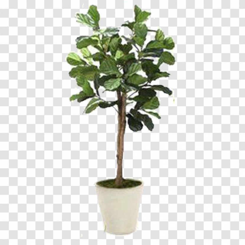 Hemp Leaf - Sansevieria - Plant Stem Woody Transparent PNG