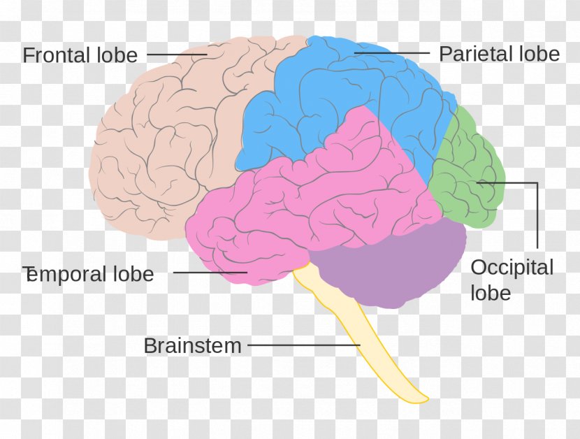 Lobes Of The Brain Frontal Lobe Diagram Human - Heart Transparent PNG