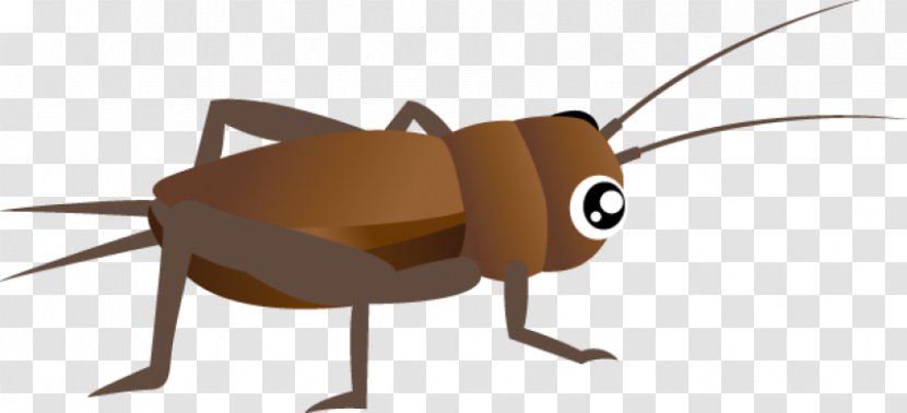 Cockroach Clip Art Insect Cricket Transparent PNG