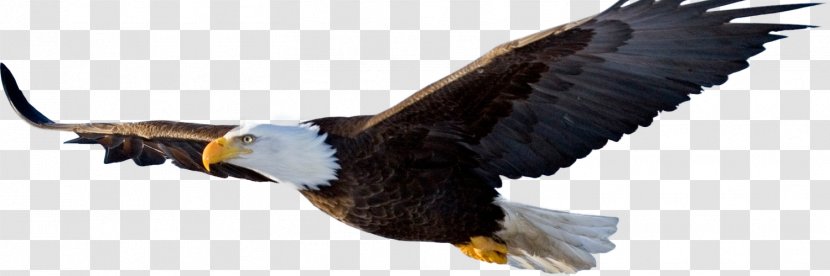 Bald Eagle Ridge Realty Transparency - Bird Of Prey Transparent PNG