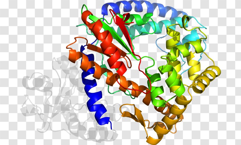 Organism Clip Art - Artwork - Dna Polymerase Iii Holoenzyme Transparent PNG