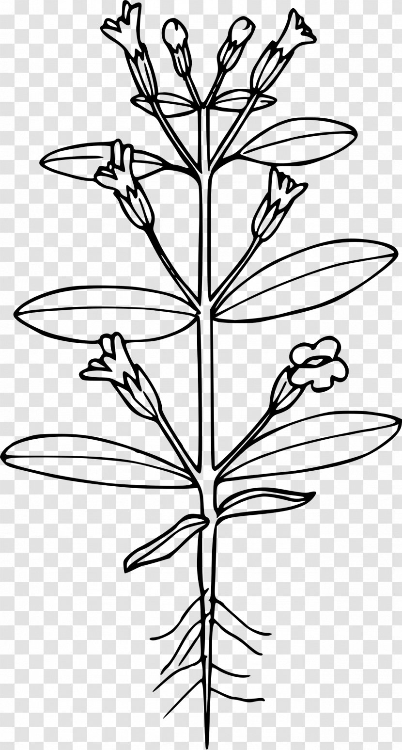 Erythranthe Breweri Clip Art - Plant Stem - Flora Transparent PNG