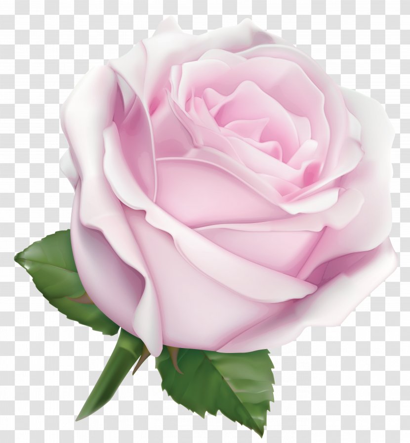 Pink Garden Roses Flower Color - Stock Photography - Large Soft Rose Clipart Image Transparent PNG