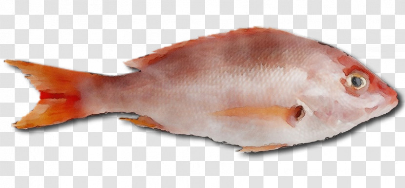 Northern Red Snapper Fish Products Seafood Fish Snapper Transparent PNG