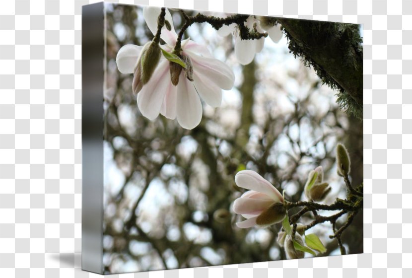 Magnolia Flower Blossom Spring Tree - Magnoliaceae Transparent PNG