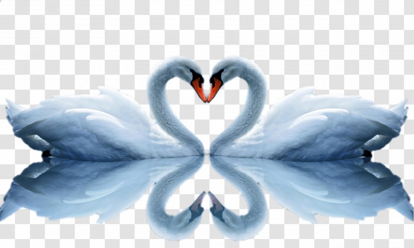 Love High-definition Video Television Wallpaper - Computer - Swan And Reflection Transparent PNG