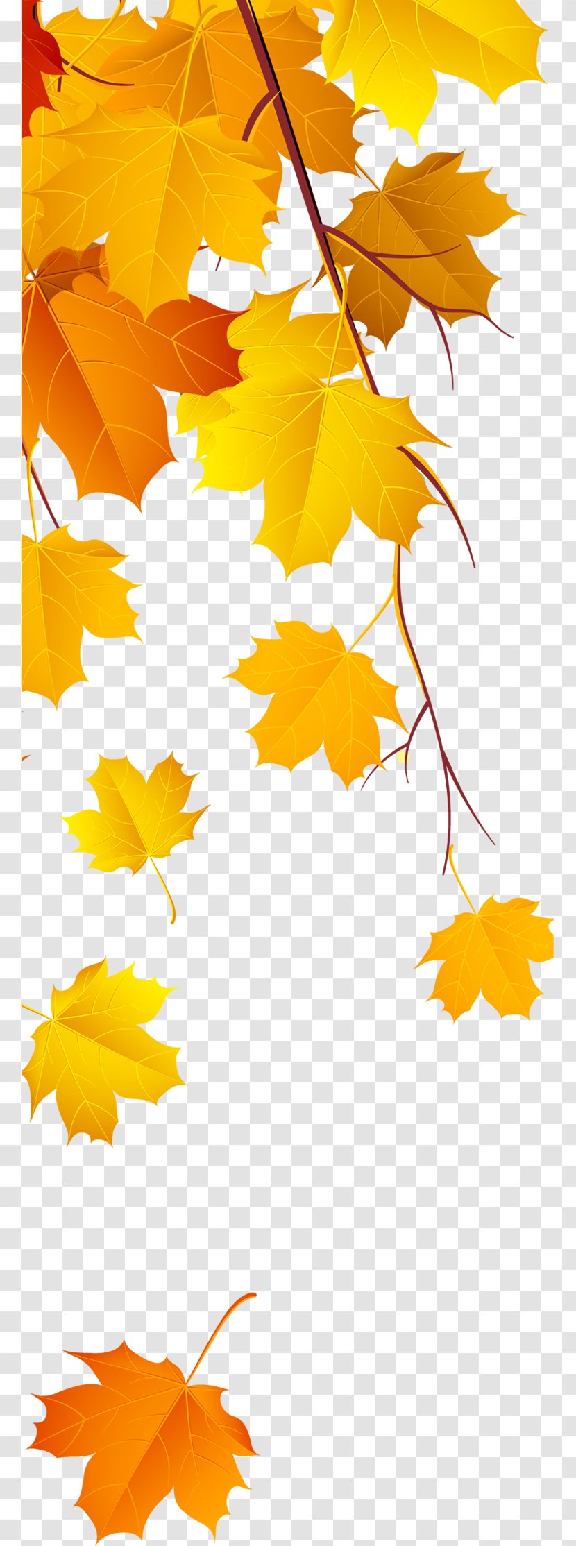 Maple Leaf Yellow - Branch - Beautiful Jinhuang Feng Falling Leaves Transparent PNG