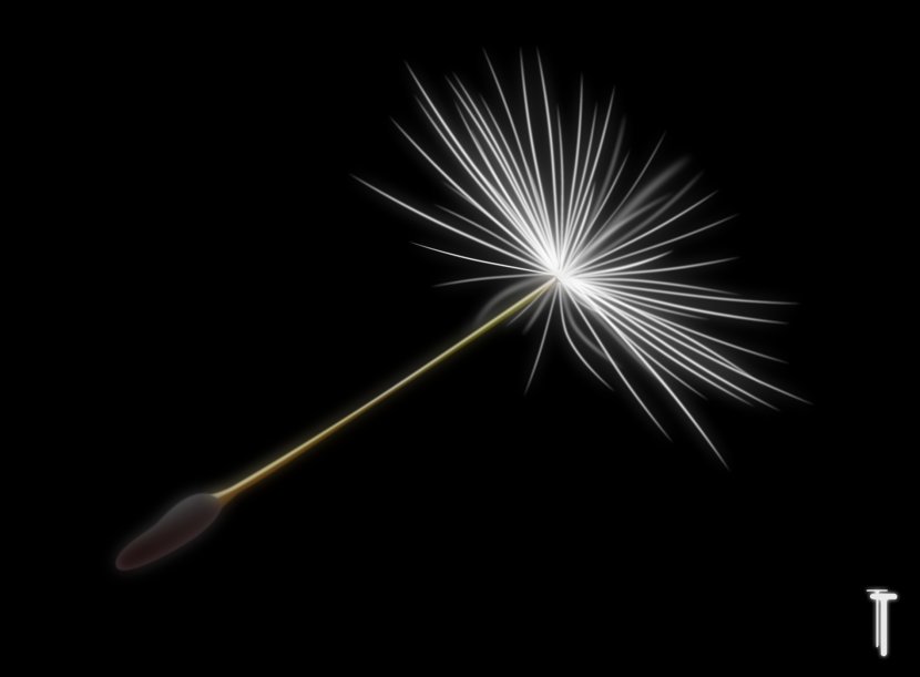 Common Dandelion Fireworks Flower DeviantArt - Plant Transparent PNG