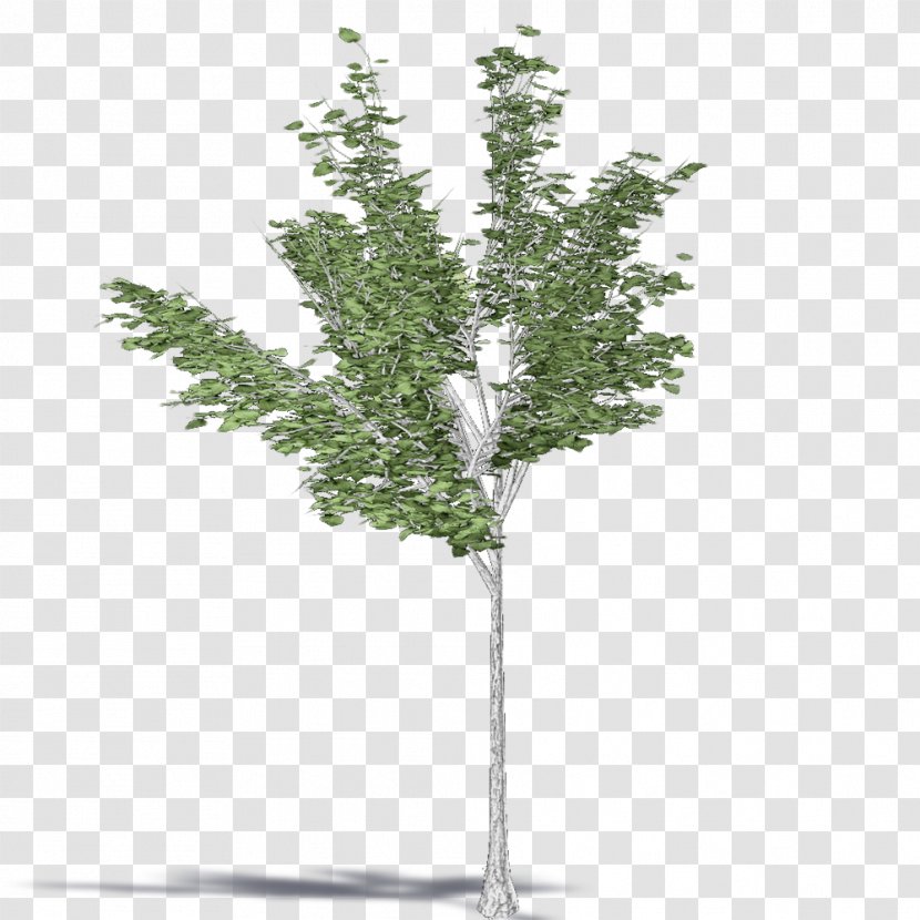Twig Pine Shrub Plant Stem Evergreen - Woody - Leaf Transparent PNG