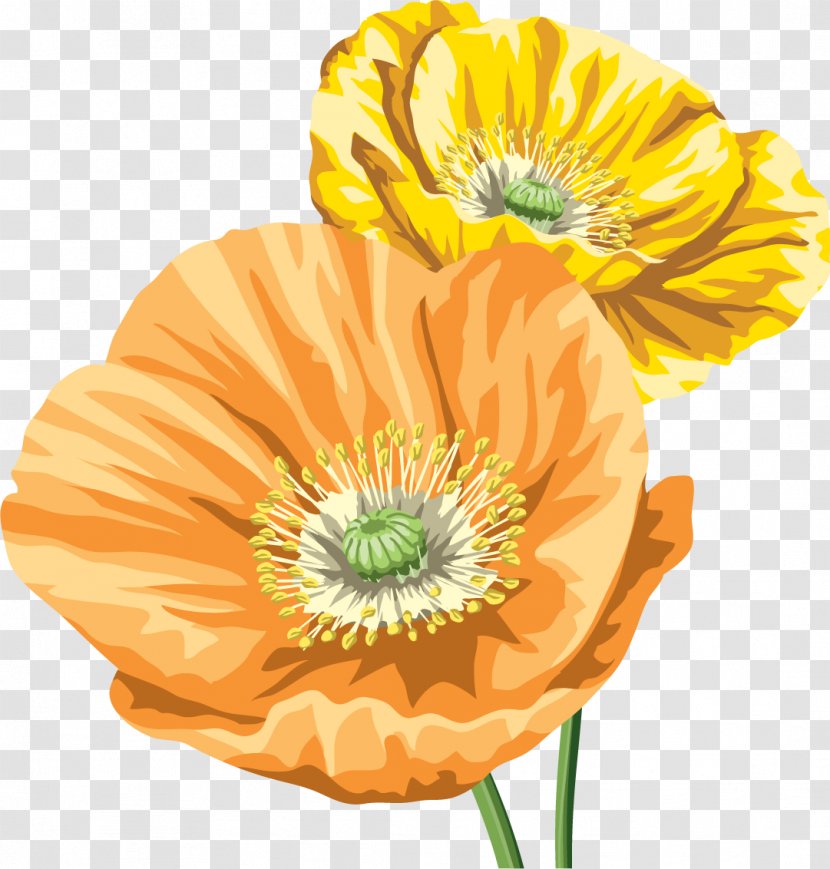 Common Poppy Opium Image Flower - Material Transparent PNG
