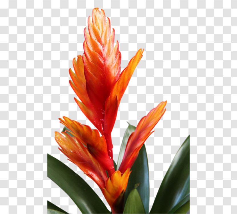 Drawing Of Family - Canna - Castilleja Heliconia Transparent PNG