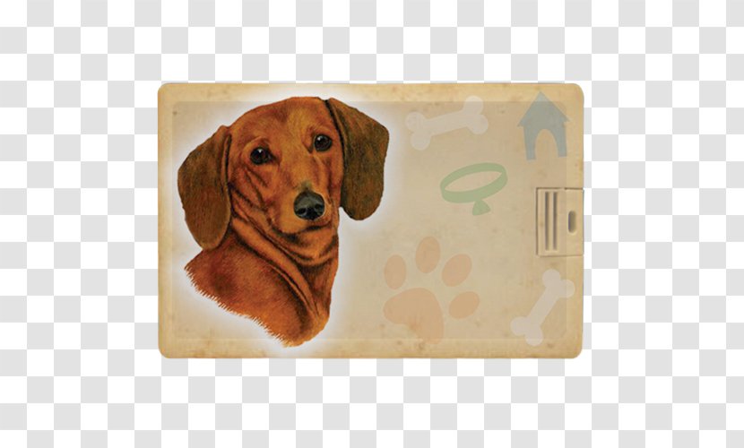 Dachshund Puppy Dog Breed Scent Hound Pet Transparent PNG