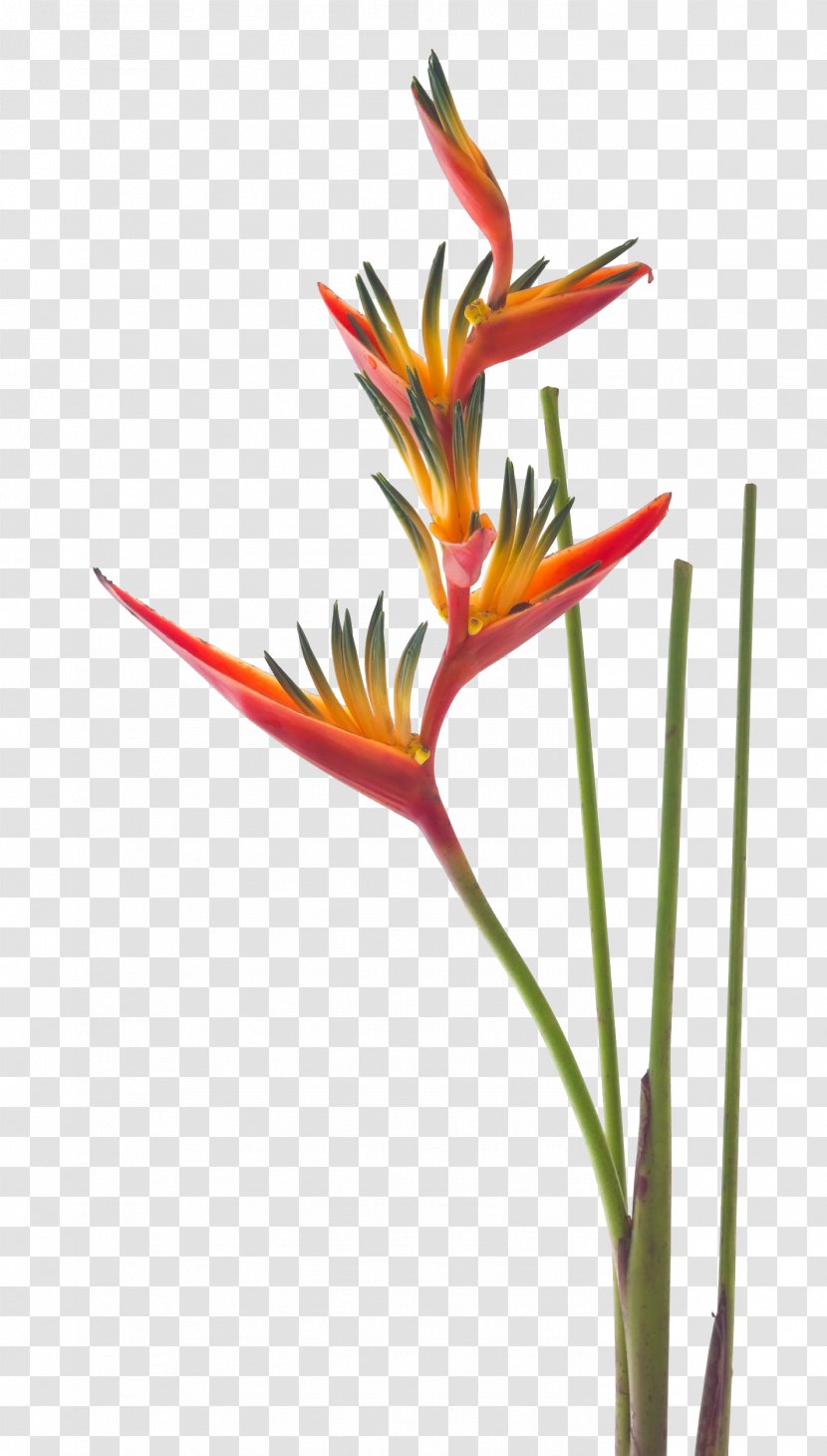 Bird-of-paradise Strelitzia Reginae Nicolai Flower - Flora - Frangipani Transparent PNG