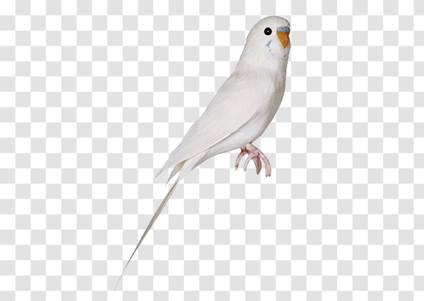 Budgerigar Parrot Lovebird Cockatiel Transparent PNG