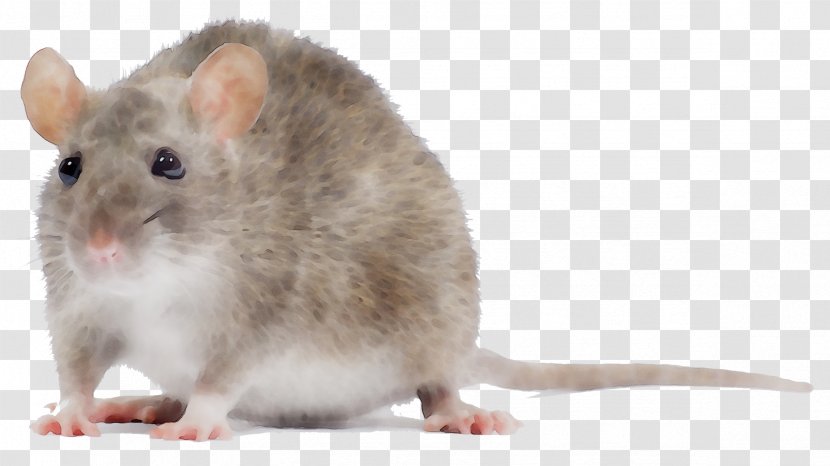 Rat Mus Gerbil Hamster Dormouse - Whiskers - Mouse Transparent PNG