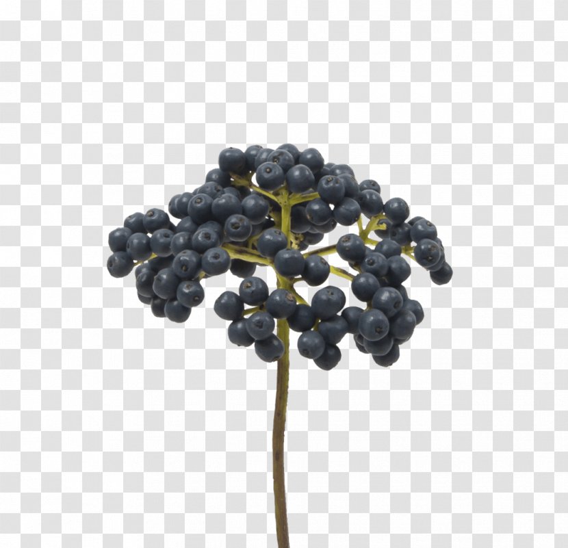 Bilberry Holex Flower B.V. Blueberry Cut Flowers - Branch - Eucalyptus Wreath Transparent PNG
