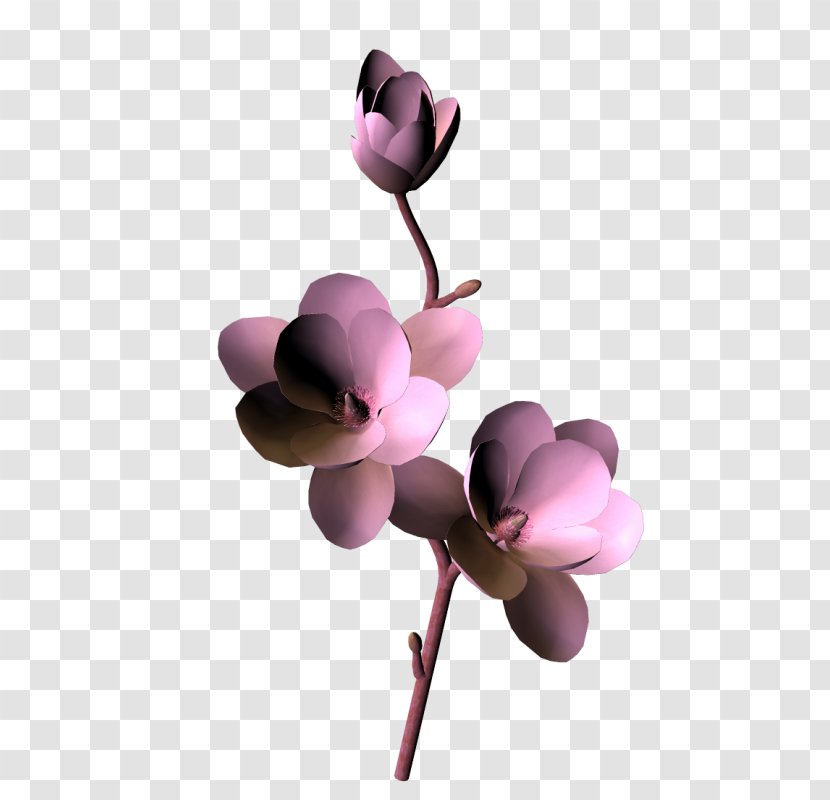 Moth Orchids Cut Flowers Pink M Magnolia Family Petal - Herbaceous Plant - Clipart Transparent PNG