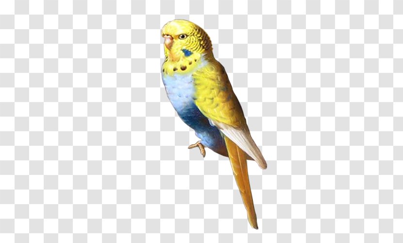 Parakeet Centerblog Macaw Feather - Net - Perico Transparent PNG