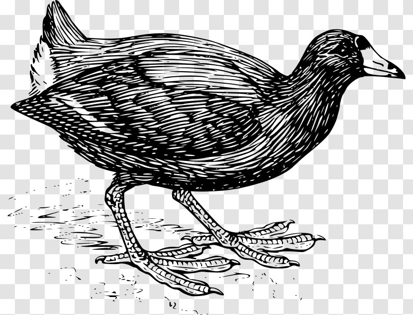 Bird Line Drawing - Common Moorhen - Ducks Geese And Swans Coloring Book Transparent PNG