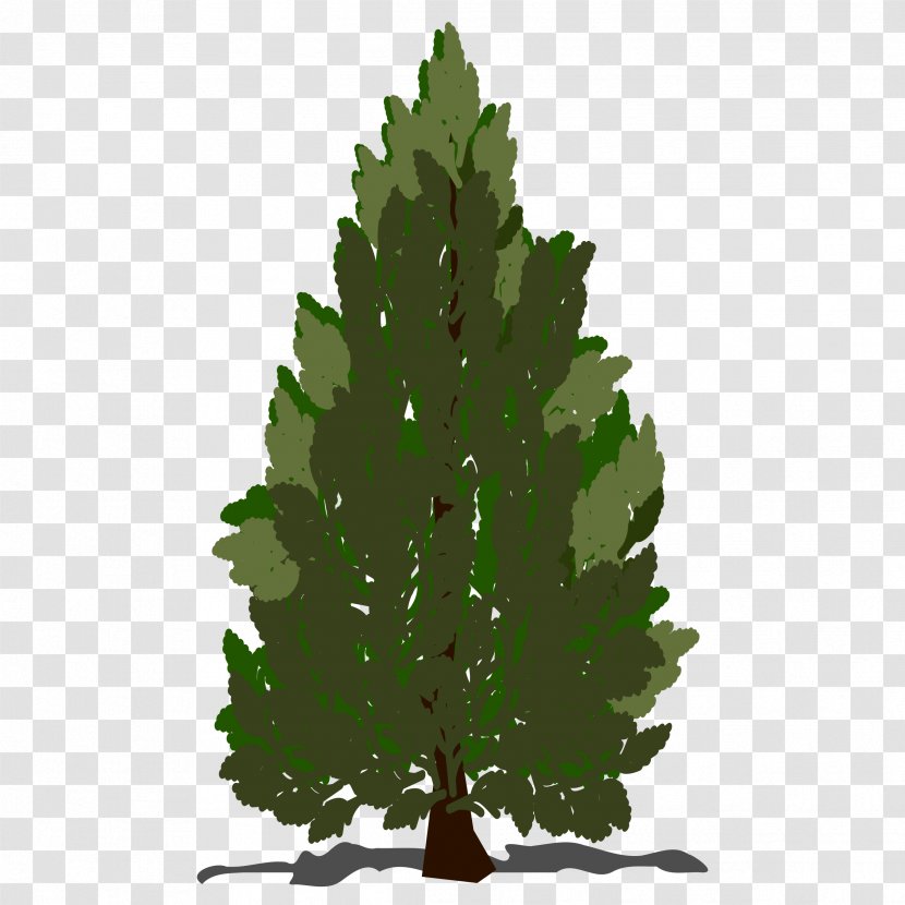 Pinus Contorta Scots Pine Taeda Tree Clip Art Transparent PNG
