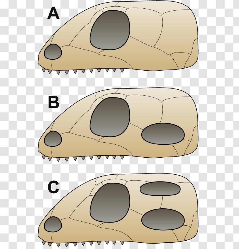 Vertebrate Synapsid Diapsid Anapsid Pterosaurs - Snout - Title Comparison Transparent PNG