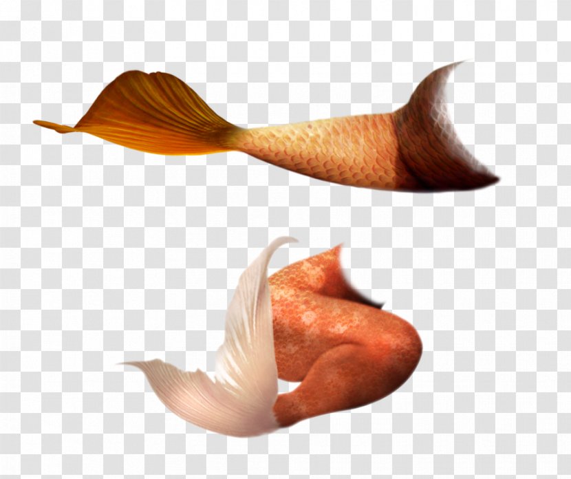 Mermaid Tail - Organism Transparent PNG