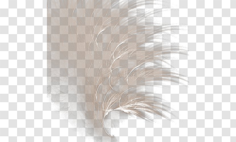 White Feather Icon - Texture - Feathers Transparent PNG