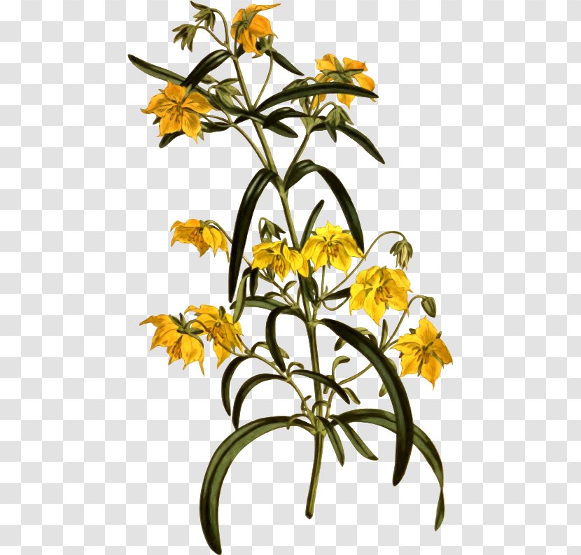 Floral Design Clip Art Cut Flowers Petal - Floristry - Homeopathy Graphic Transparent PNG