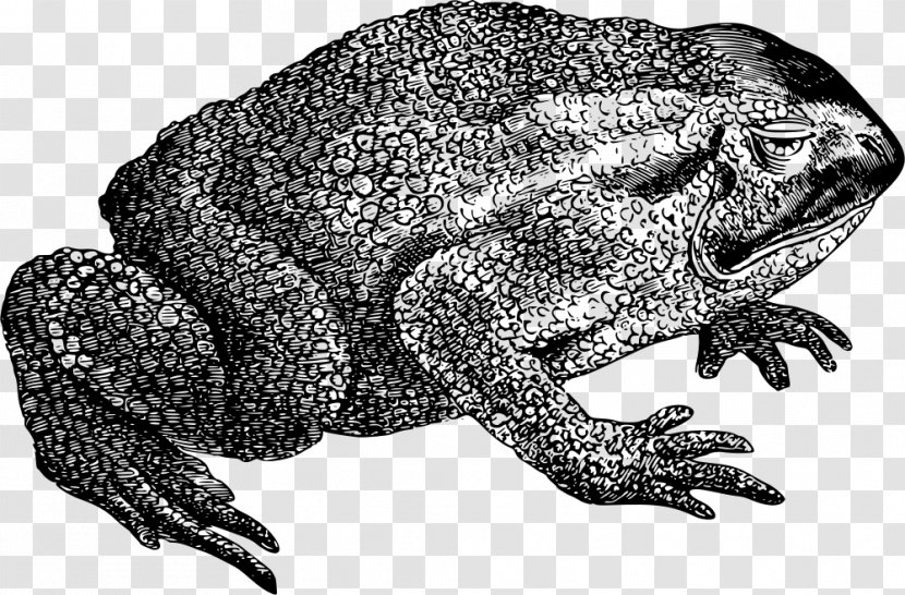 Toad True Frog Amphibians Reptile - Monochrome Photography Transparent PNG