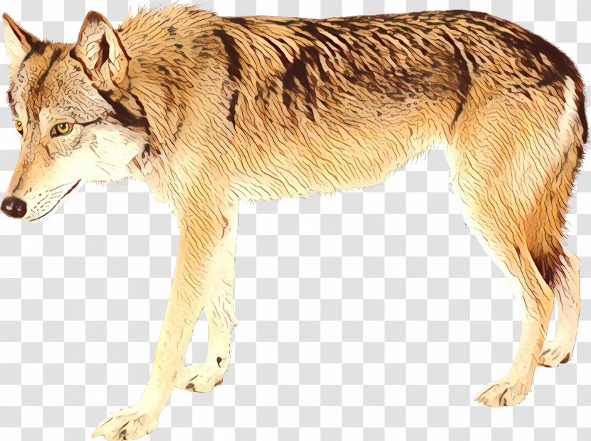Saarloos Wolfdog Czechoslovakian Tamaskan Dog Seppala Siberian Sleddog Breed - German Shepherd - Jackal Transparent PNG
