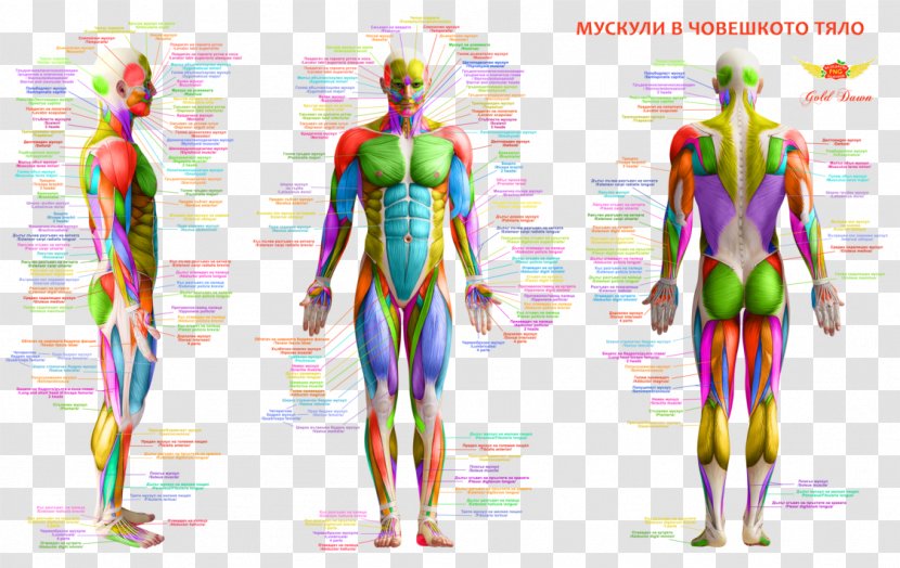 Muscle Human Body Back Anatomy - Tree Transparent PNG
