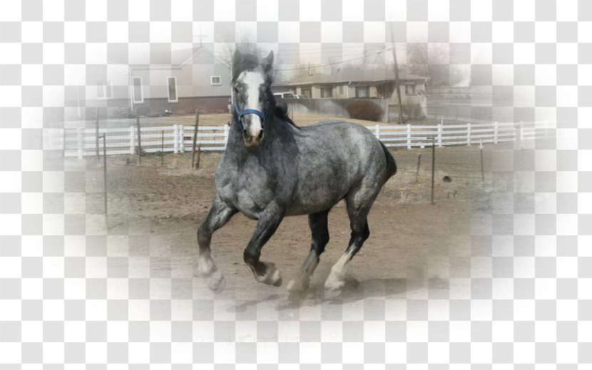 Stallion Foal Arabian Horse Roan Welsh Pony And Cob - Breed - Mustang Transparent PNG