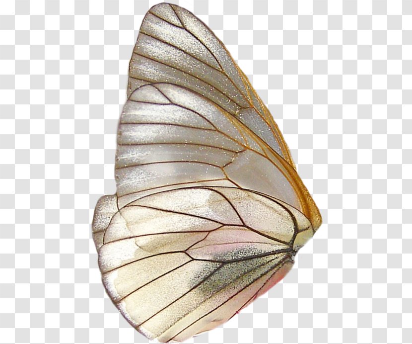 Butterfly Transparency And Translucency - Moth Transparent PNG