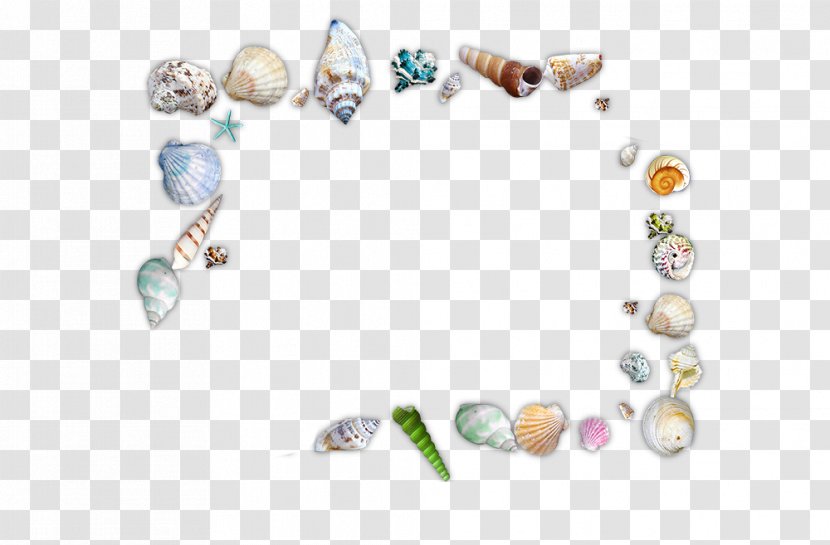 Seafood Seashell Sea Snail - Beach - All Kinds Of Conch, Shells, Sand, Transparent PNG