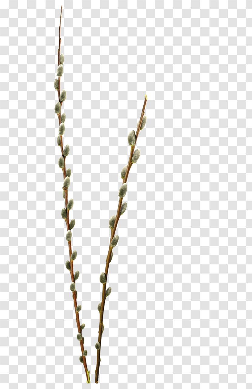 Willow Clip Art - Branch - Bushes Transparent PNG