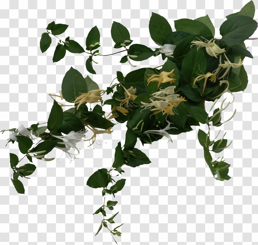 Vine Plant Leaf Tree - Flowering - Grape Transparent PNG