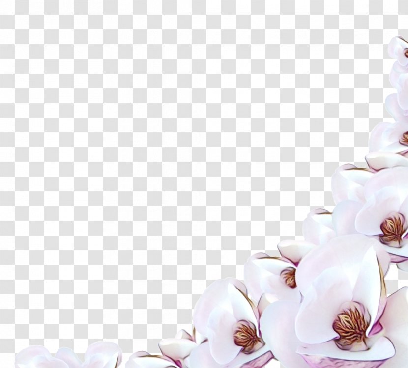 Floral Design Cut Flowers Flowering Plant ST.AU.150 MIN.V.UNC.NR AD Blossom - Petal - White Transparent PNG