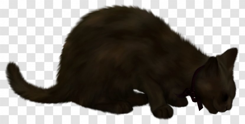 Havana Brown Black Cat Kitten - Tail - Witch Transparent PNG