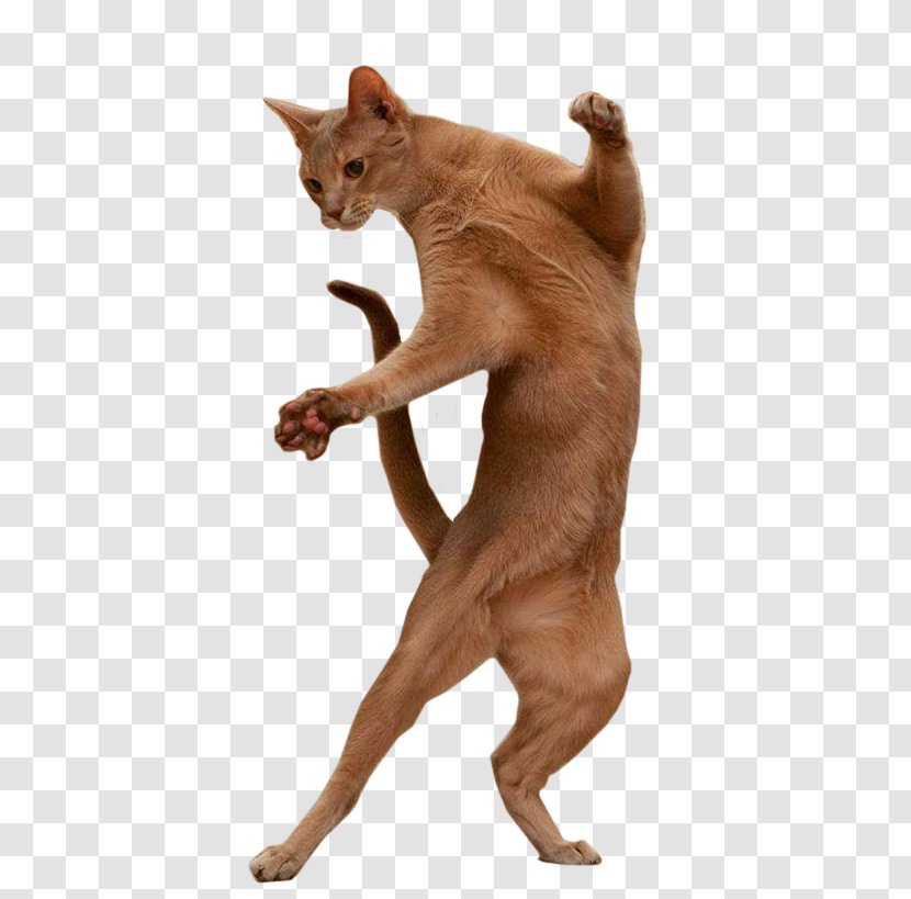 Burmese Cat Dance Image GIF - Dog Like Mammal - Dancing Animals Transparent PNG